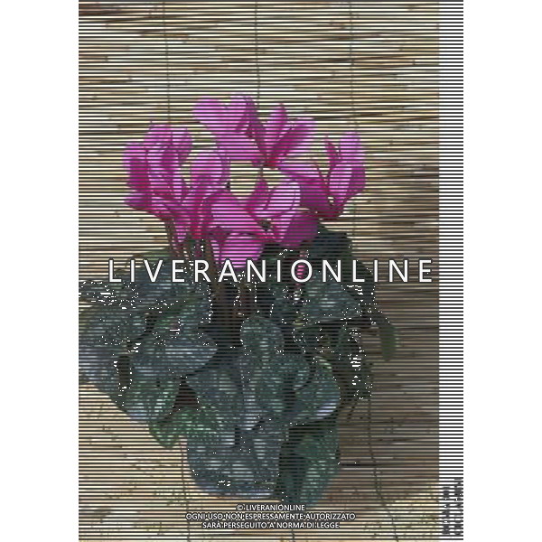 ROMA, 23-11-2000 SERVIZIO LUIGI CARCONE PER IL SETTIMANALE STOP, RIPRESE VARI FIORI INVERNALI FIORI E PIANTE AGENZIA ALDO LIVERANI