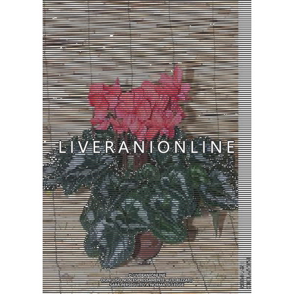 ROMA, 23-11-2000 SERVIZIO LUIGI CARCONE PER IL SETTIMANALE STOP, RIPRESE VARI FIORI INVERNALI FIORI E PIANTE AGENZIA ALDO LIVERANI