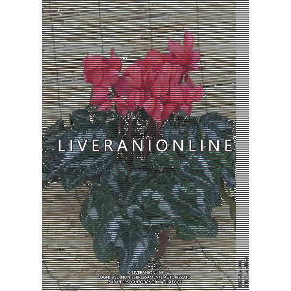 ROMA, 23-11-2000 SERVIZIO LUIGI CARCONE PER IL SETTIMANALE STOP, RIPRESE VARI FIORI INVERNALI FIORI E PIANTE AGENZIA ALDO LIVERANI