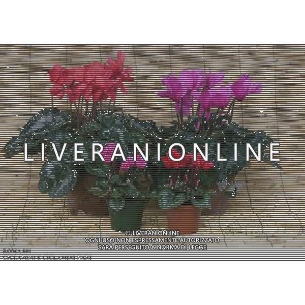 ROMA, 23-11-2000 SERVIZIO LUIGI CARCONE PER IL SETTIMANALE STOP, RIPRESE VARI FIORI INVERNALI FIORI E PIANTE AGENZIA ALDO LIVERANI