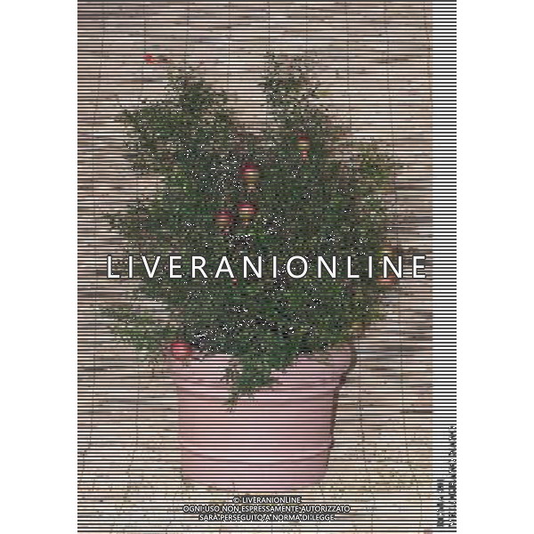 ROMA, 23-11-2000 SERVIZIO LUIGI CARCONE PER IL SETTIMANALE STOP, RIPRESE VARI FIORI INVERNALI FIORI E PIANTE AGENZIA ALDO LIVERANI