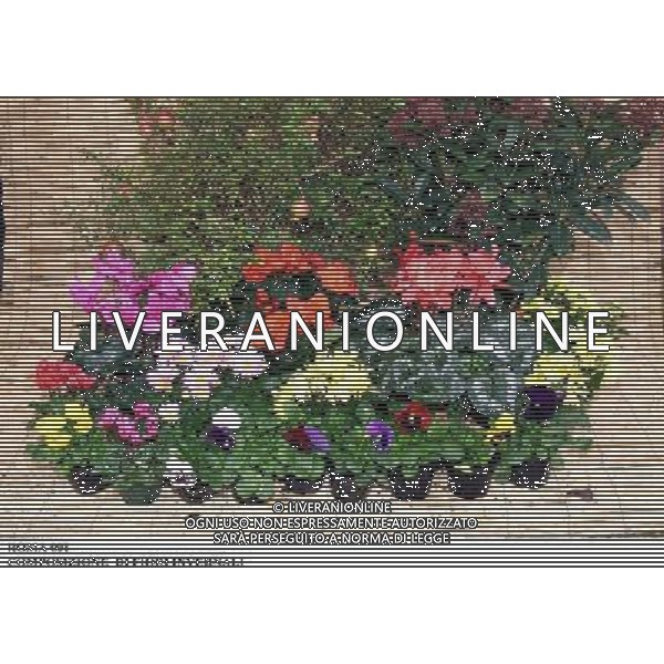 ROMA, 23-11-2000 SERVIZIO LUIGI CARCONE PER IL SETTIMANALE STOP, RIPRESE VARI FIORI INVERNALI FIORI E PIANTE AGENZIA ALDO LIVERANI