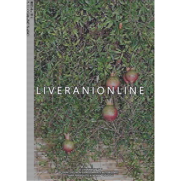 ROMA, 23-11-2000 SERVIZIO LUIGI CARCONE PER IL SETTIMANALE STOP, RIPRESE VARI FIORI INVERNALI FIORI E PIANTE AGENZIA ALDO LIVERANI