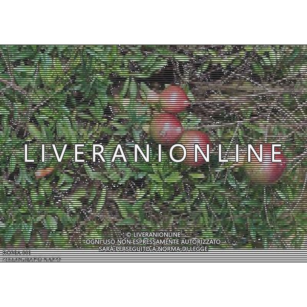 ROMA, 23-11-2000 SERVIZIO LUIGI CARCONE PER IL SETTIMANALE STOP, RIPRESE VARI FIORI INVERNALI FIORI E PIANTE AGENZIA ALDO LIVERANI