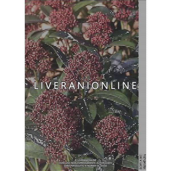ROMA, 23-11-2000 SERVIZIO LUIGI CARCONE PER IL SETTIMANALE STOP, RIPRESE VARI FIORI INVERNALI FIORI E PIANTE AGENZIA ALDO LIVERANI