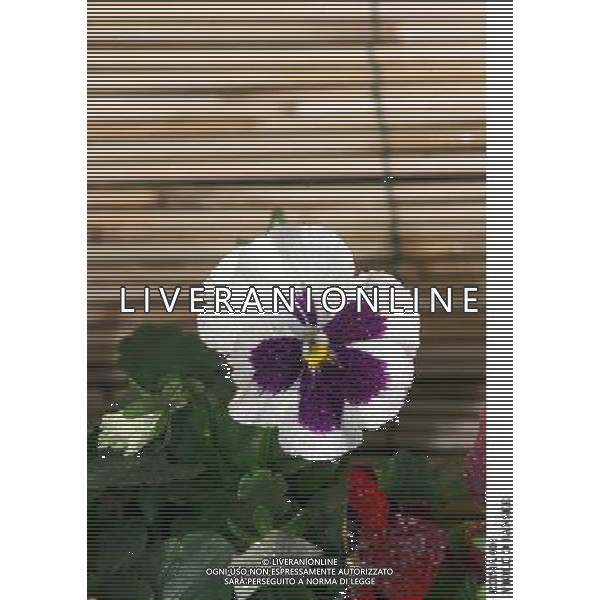ROMA, 23-11-2000 SERVIZIO LUIGI CARCONE PER IL SETTIMANALE STOP, RIPRESE VARI FIORI INVERNALI FIORI E PIANTE AGENZIA ALDO LIVERANI