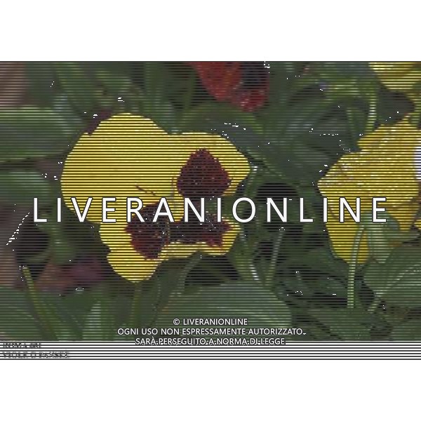 ROMA, 23-11-2000 SERVIZIO LUIGI CARCONE PER IL SETTIMANALE STOP, RIPRESE VARI FIORI INVERNALI FIORI E PIANTE AGENZIA ALDO LIVERANI