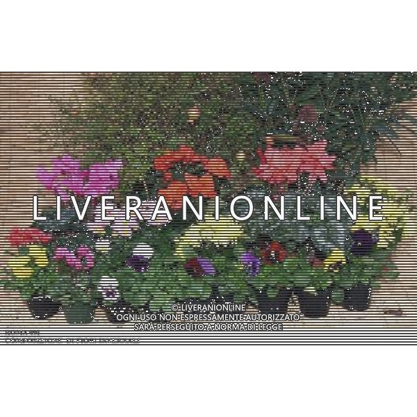 ROMA, 23-11-2000 SERVIZIO LUIGI CARCONE PER IL SETTIMANALE STOP, RIPRESE VARI FIORI INVERNALI FIORI E PIANTE AGENZIA ALDO LIVERANI