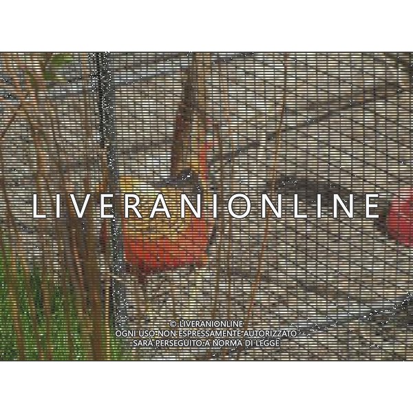 Colmar (Kolmar in tedesco, Colmer in alsaziano)  un comune francese di 68.843 abitanti capoluogo del dipartimento dell\'Alto Reno nella regione dell\'Alsazia AG ALDO LIVERANI SAS