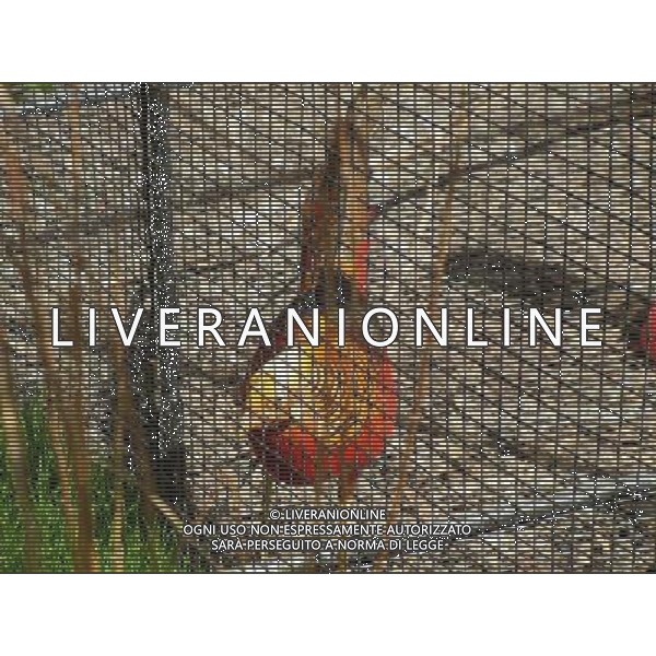 Colmar (Kolmar in tedesco, Colmer in alsaziano)  un comune francese di 68.843 abitanti capoluogo del dipartimento dell\'Alto Reno nella regione dell\'Alsazia AG ALDO LIVERANI SAS