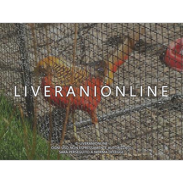 Colmar (Kolmar in tedesco, Colmer in alsaziano)  un comune francese di 68.843 abitanti capoluogo del dipartimento dell\'Alto Reno nella regione dell\'Alsazia AG ALDO LIVERANI SAS