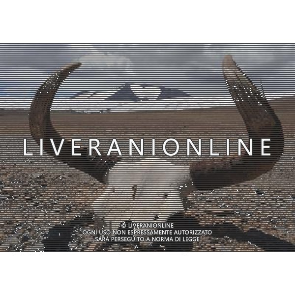 (140728) -- NAGQU, July 28, 2014 () -- Photo taken on July 15, 2014 shows a Yak skull with Purog Kangri Glacier in its background in Shuanghu County, Nagqu, southwest China\'s Tibet Autonomous Region. As the highest terrain in the world\'s mid-latitude regions, China\'s Qinghai-Tibet Plateau is now under negative influence of the global warming. Purog Kangri Glacier, the third largest in the world, has shrunk by 50 meters over the past 30 years. (/Tang Zhaoming) (hdt) ©photoshot/Agenzia Aldo Liverani sas - ITALY ONLY - EDITORIAL USE ONLY - Formazioni di ghiaccio di Purog Kangri Glacier in Shuanghu County, Nagqu, sud-ovest della Cina Regione autonoma del Tibet 28 luglio 2014, il terzo ghiacciaio piu\' grande al mondo, si e\' ridotto di 50 metri negli ultimi 30 anni.