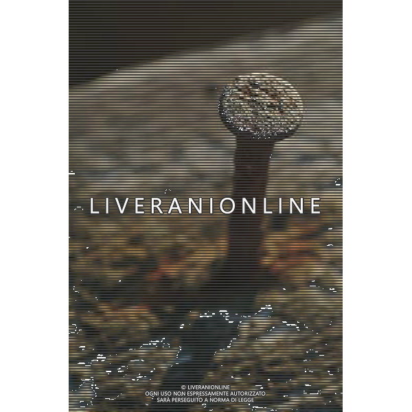 NELLA FOTO VITI-BULLONI IFC-AGENZIA ALDO LIVERANI