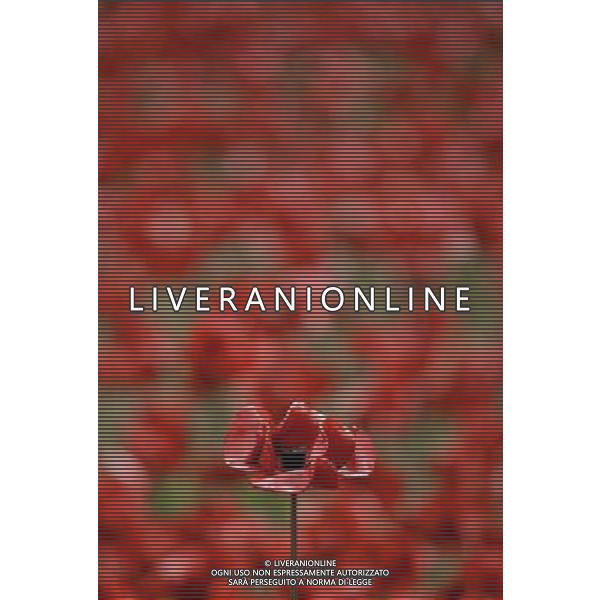A ceramic poppy in focus at the Tower of London\'s \'Blood Swept Lands and Seas of Red\' poppy installation which commemorate the 100th anniversary of the outbreak of First World War. AG ALDO LIVERANI SAS ONLY ITALY