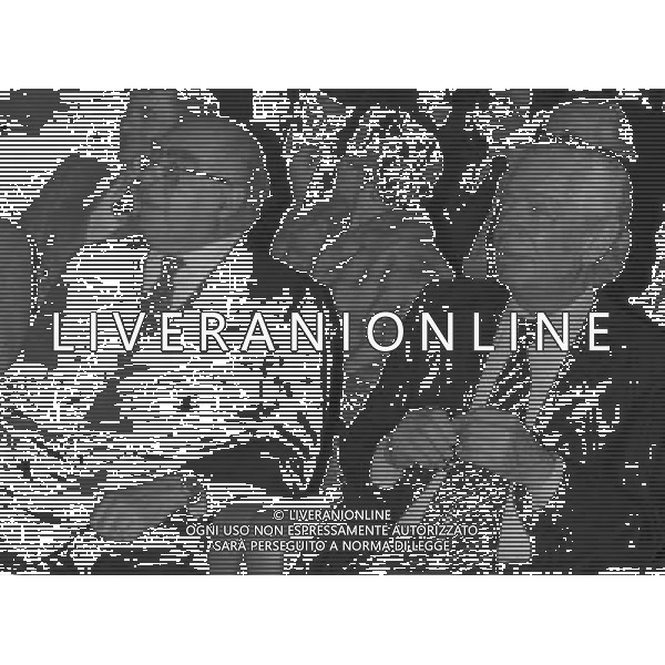 RETROSPETTIVA ANGELO MORATTI PETROLIERE E PRESIDENTE INTER NELLA FOTO ANGELO MORATTI AG ALDO LIVERANI SAS