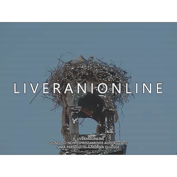 OSJEK CROAZIA 2015 NELLA FOTO LE CICOGNE SU UN TETTO DI UN EDIFICIO AG ALDO LIVERANI SAS