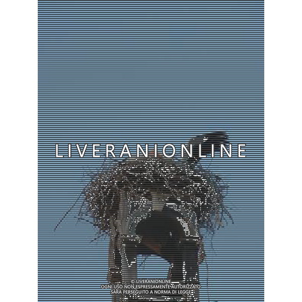 OSJEK CROAZIA 2015 NELLA FOTO LE CICOGNE SU UN TETTO DI UN EDIFICIO AG ALDO LIVERANI SAS