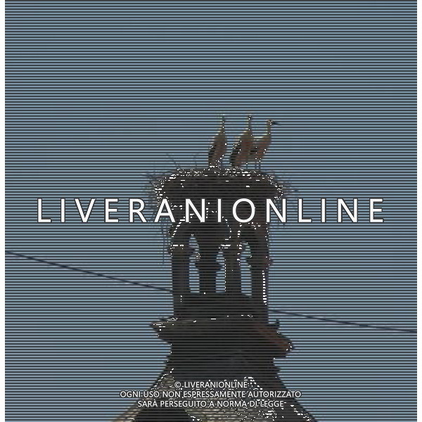 OSJEK CROAZIA 2015 NELLA FOTO LE CICOGNE SU UN TETTO DI UN EDIFICIO AG ALDO LIVERANI SAS