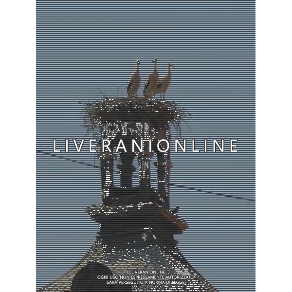 OSJEK CROAZIA 2015 NELLA FOTO LE CICOGNE SU UN TETTO DI UN EDIFICIO AG ALDO LIVERANI SAS
