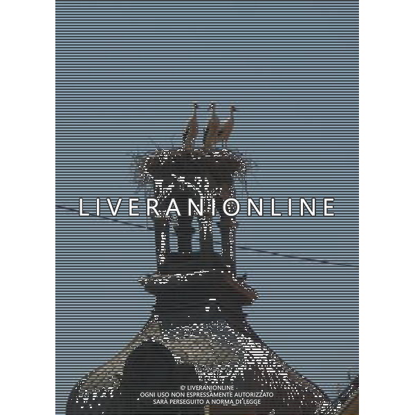 OSJEK CROAZIA 2015 NELLA FOTO LE CICOGNE SU UN TETTO DI UN EDIFICIO AG ALDO LIVERANI SAS