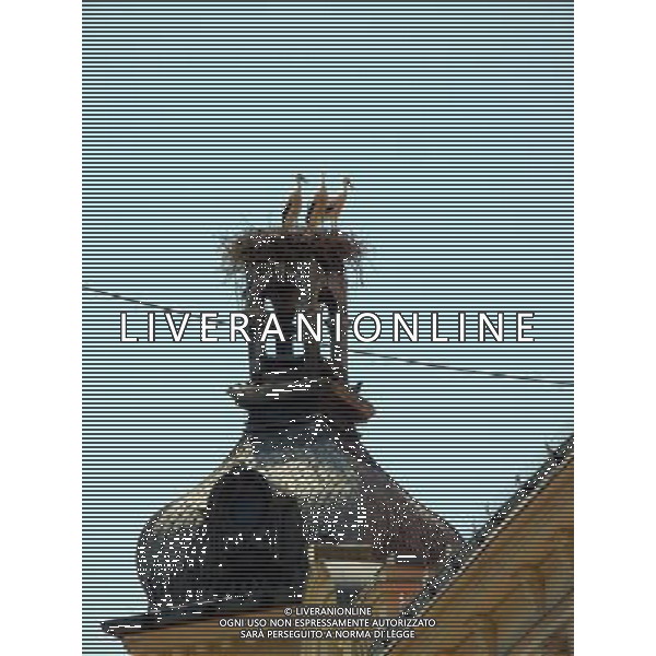 OSJEK CROAZIA 2015 NELLA FOTO LE CICOGNE SU UN TETTO DI UN EDIFICIO AG ALDO LIVERANI SAS