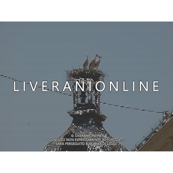 OSJEK CROAZIA 2015 NELLA FOTO LE CICOGNE SU UN TETTO DI UN EDIFICIO AG ALDO LIVERANI SAS
