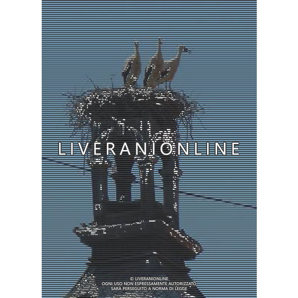 OSJEK CROAZIA 2015 NELLA FOTO LE CICOGNE SU UN TETTO DI UN EDIFICIO AG ALDO LIVERANI SAS