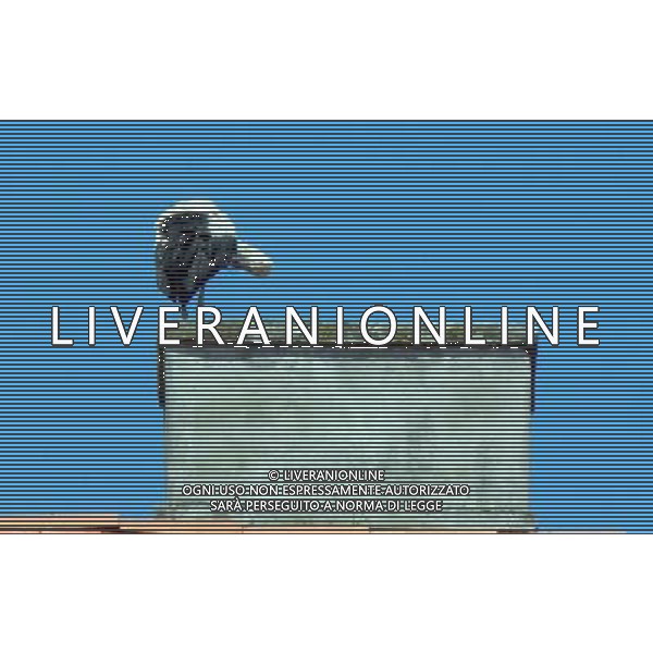 OSJEK CROAZIA 2015 NELLA FOTO LE CICOGNE SU UN TETTO DI UN EDIFICIO AG ALDO LIVERANI SAS