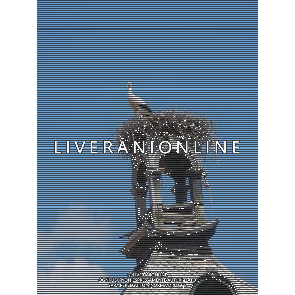 OSJEK CROAZIA 2015 NELLA FOTO LE CICOGNE SU UN TETTO DI UN EDIFICIO AG ALDO LIVERANI SAS
