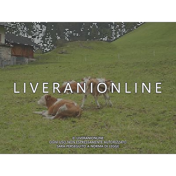 OTTOBRE 2015 NELLA FOTO DELLE MUCCHE AL PASCOLO AG ALDO LIVERANI SAS