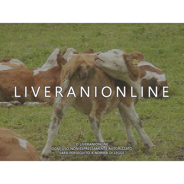 OTTOBRE 2015 NELLA FOTO DELLE MUCCHE AL PASCOLO AG ALDO LIVERANI SAS