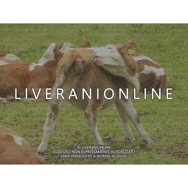 OTTOBRE 2015 NELLA FOTO DELLE MUCCHE AL PASCOLO AG ALDO LIVERANI SAS