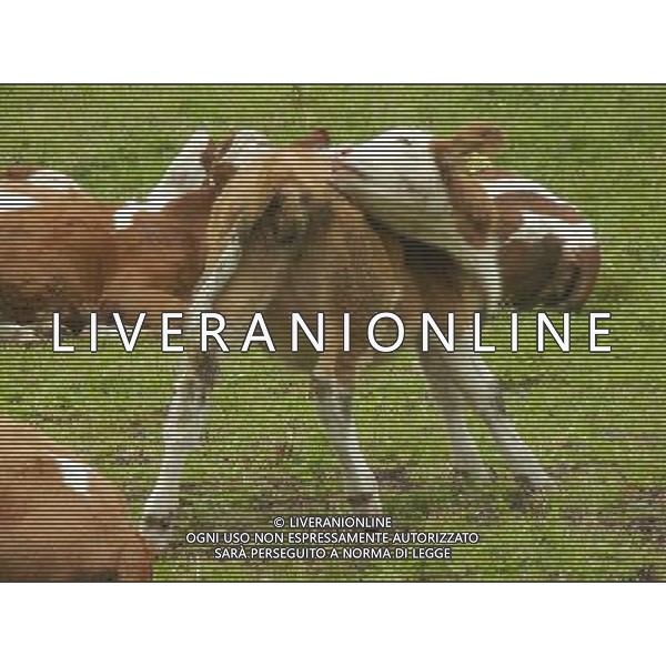 OTTOBRE 2015 NELLA FOTO DELLE MUCCHE AL PASCOLO AG ALDO LIVERANI SAS