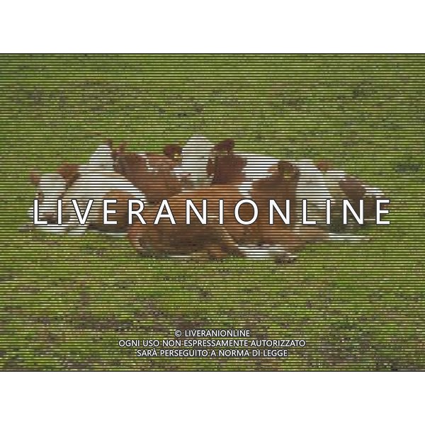 OTTOBRE 2015 NELLA FOTO DELLE MUCCHE AL PASCOLO AG ALDO LIVERANI SAS
