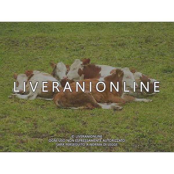 OTTOBRE 2015 NELLA FOTO DELLE MUCCHE AL PASCOLO AG ALDO LIVERANI SAS