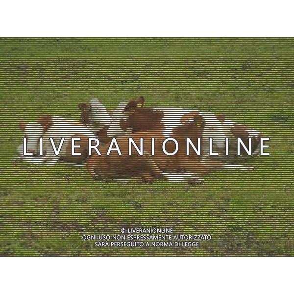 OTTOBRE 2015 NELLA FOTO DELLE MUCCHE AL PASCOLO AG ALDO LIVERANI SAS