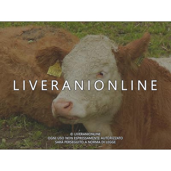 OTTOBRE 2015 NELLA FOTO DELLE MUCCHE AL PASCOLO AG ALDO LIVERANI SAS