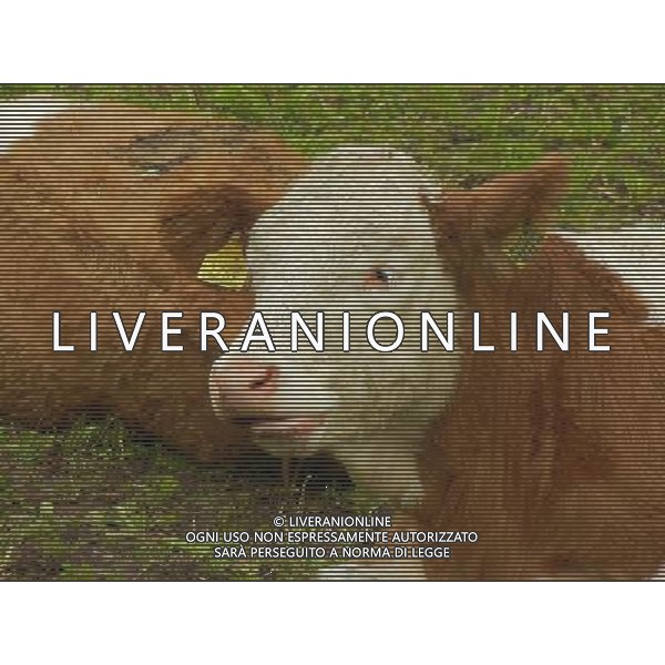 OTTOBRE 2015 NELLA FOTO DELLE MUCCHE AL PASCOLO AG ALDO LIVERANI SAS
