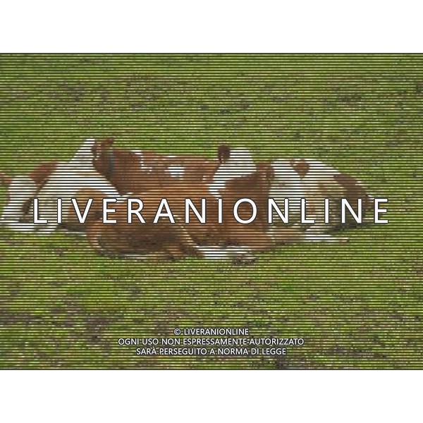 OTTOBRE 2015 NELLA FOTO DELLE MUCCHE AL PASCOLO AG ALDO LIVERANI SAS