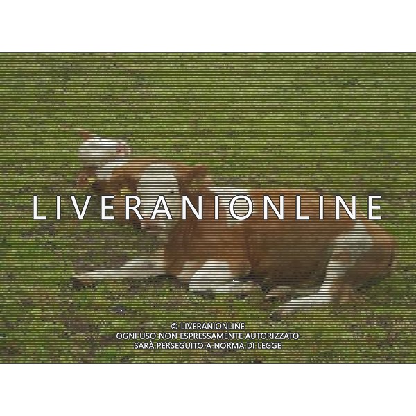 OTTOBRE 2015 NELLA FOTO DELLE MUCCHE AL PASCOLO AG ALDO LIVERANI SAS