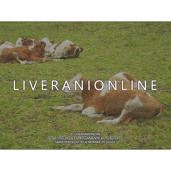 OTTOBRE 2015 NELLA FOTO DELLE MUCCHE AL PASCOLO AG ALDO LIVERANI SAS