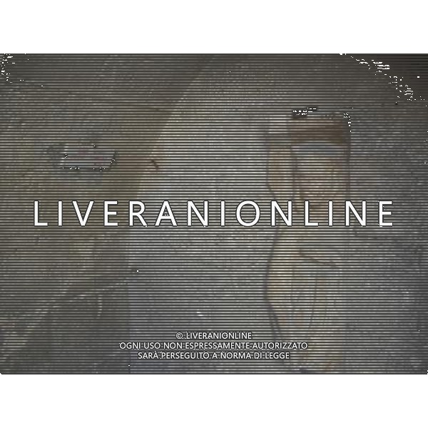 FRANCIA NARBONNE CITTA 2015 NELLA FOTO ALCUNE VEDUTE DI NARBONNE LA CATTEDRALE AG ALDO LIVERANI SAS