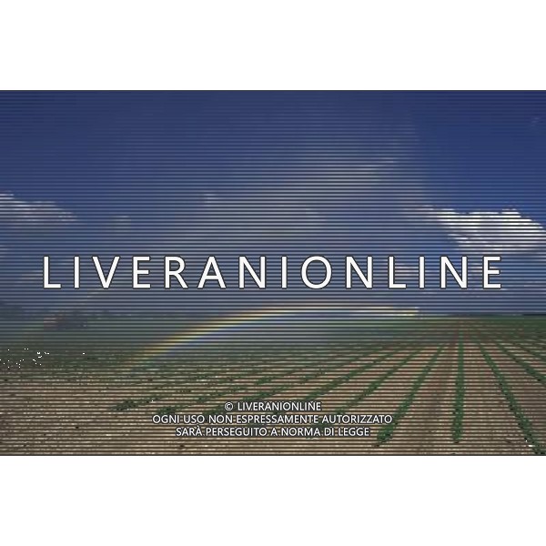 NELLA FOTO L\'ARCOBALENO AGENZIA ALDO LIVERANI IFC