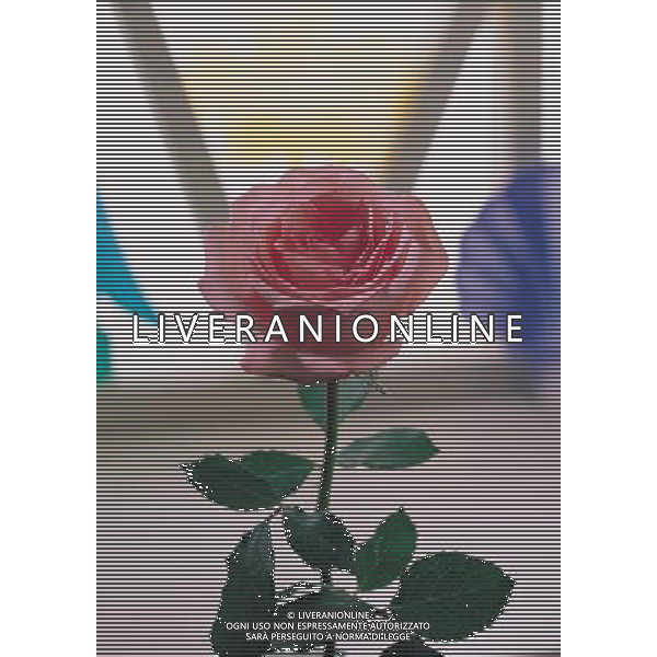 AGENZIA ALDO LIVERANI S A S NELLA FOTO FIORI ROSE ALDO LIVERANI