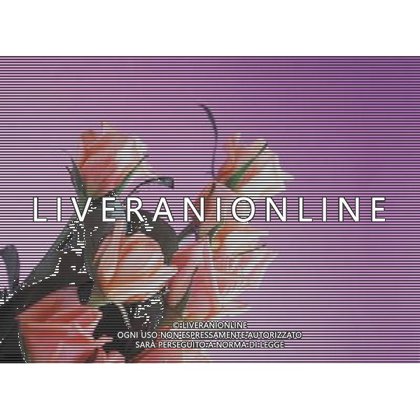 AGENZIA ALDO LIVERANI S A S NELLA FOTO FIORI ROSE ALDO LIVERANI