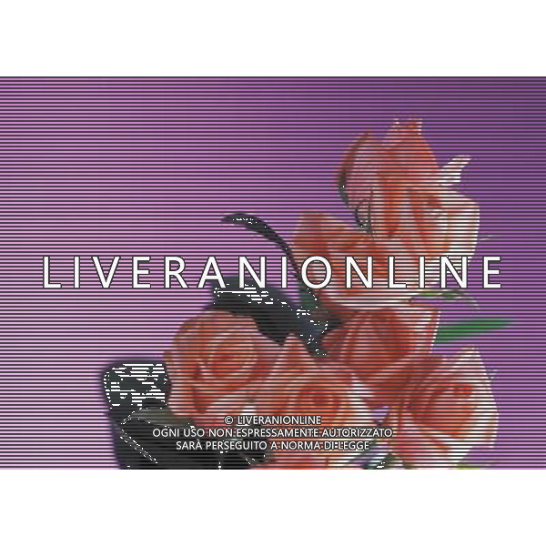 AGENZIA ALDO LIVERANI S A S NELLA FOTO FIORI ROSE ALDO LIVERANI