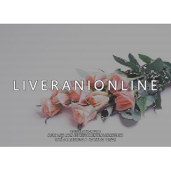 AGENZIA ALDO LIVERANI S A S NELLA FOTO FIORI ROSE ALDO LIVERANI
