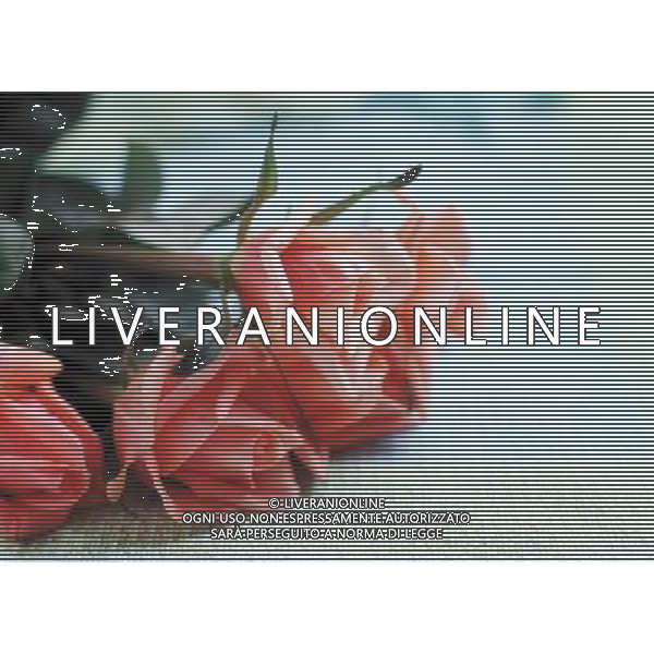 AGENZIA ALDO LIVERANI S A S NELLA FOTO FIORI ROSE ALDO LIVERANI