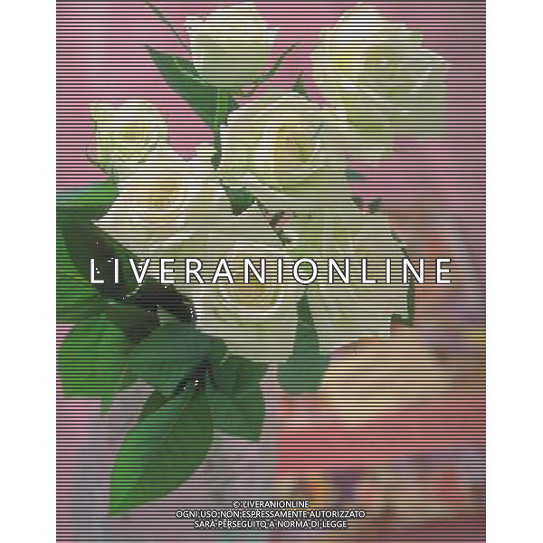 AGENZIA ALDO LIVERANI S A S NELLA FOTO FIORI ROSE ALDO LIVERANI