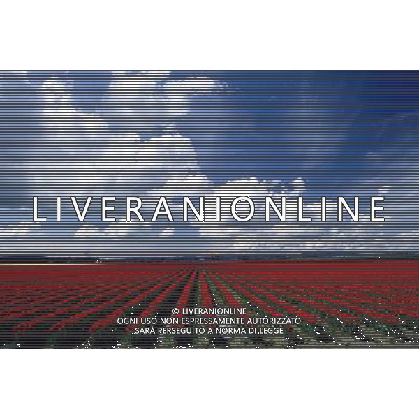 NELLA FOTO TULIPANI AGENZIA ALDO LIVERANI IFC